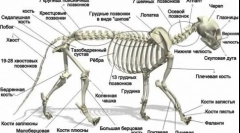 Карактеристики на скелетот на мачката